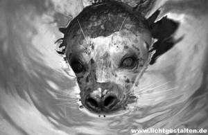 Vancouver Island Seal