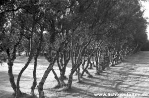Iceland Reykjavík 1999 Trees Light