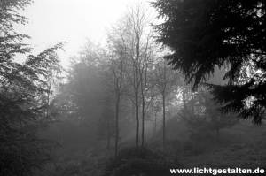 Forest near Göttingen, Germany