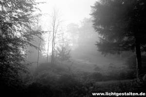 Forest near Göttingen, Germany