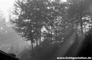 Forest near Göttingen, Germany