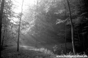 Forest near Göttingen, Germany
